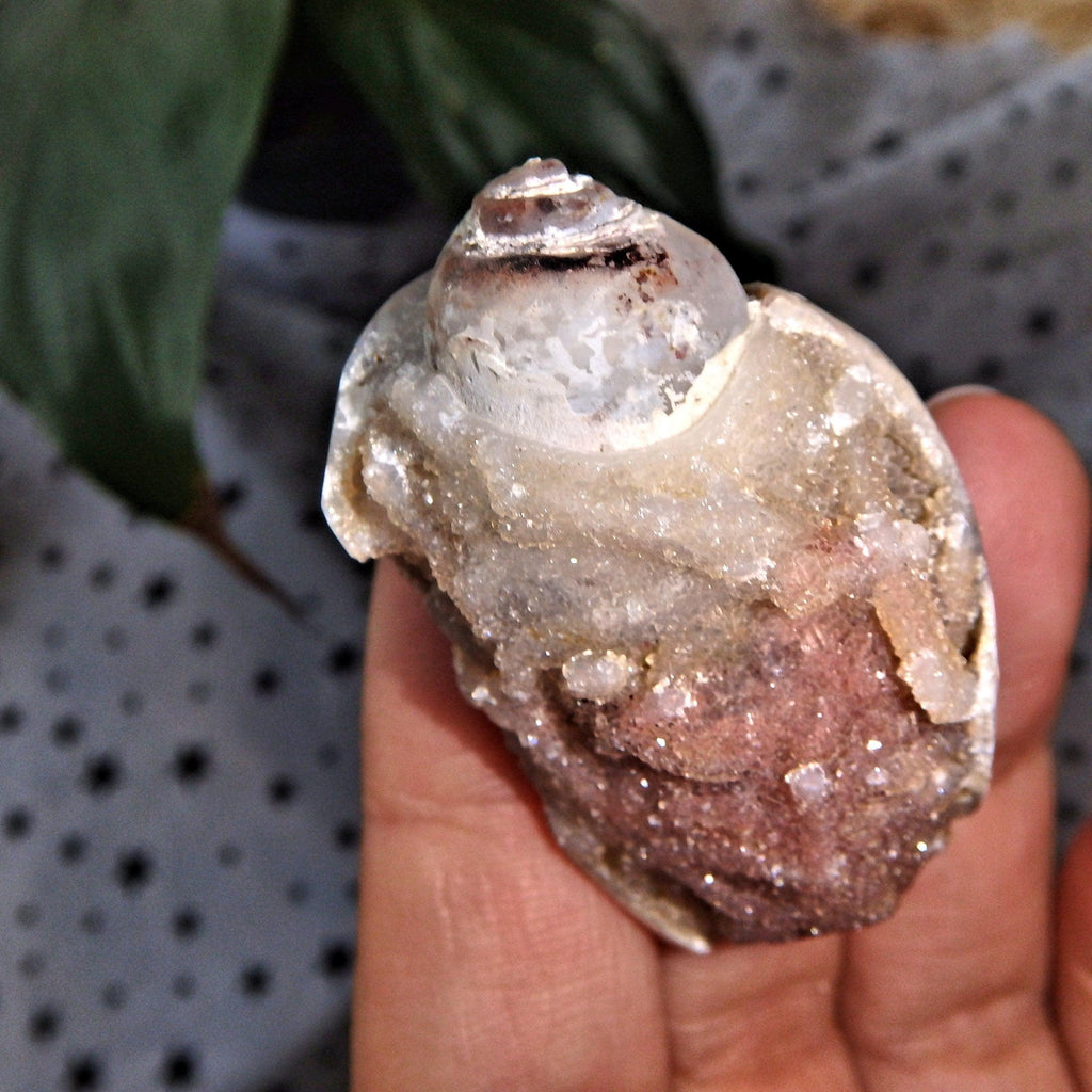 Unusual Smoky Druzy Spiralite Gemshell Specimen From India 8 - Earth Family Crystals