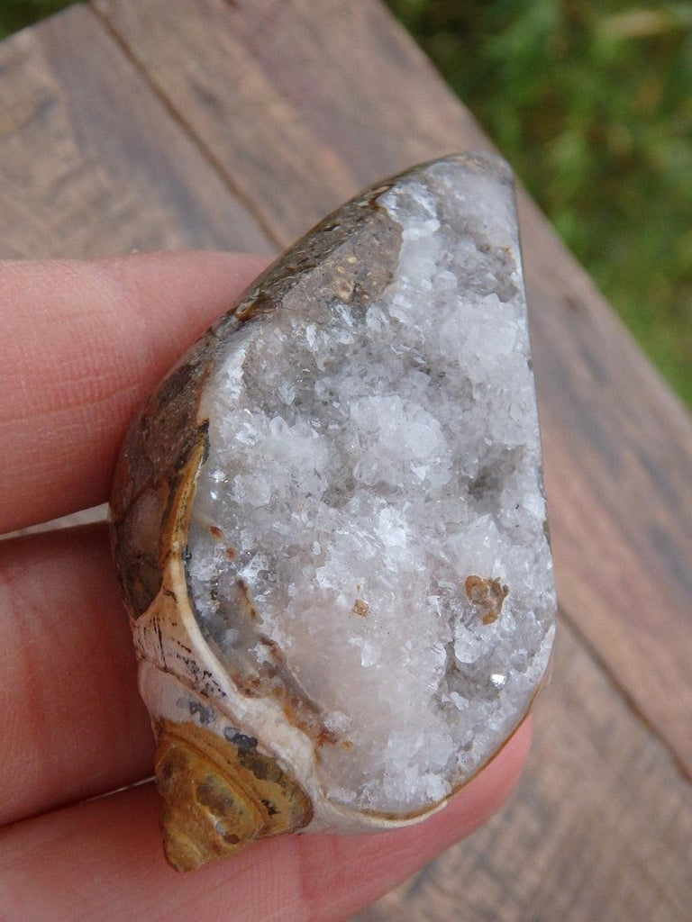 Fabulous Creamy White Druzy Quartz Filled Spiralite Gemshell From India 1 - Earth Family Crystals
