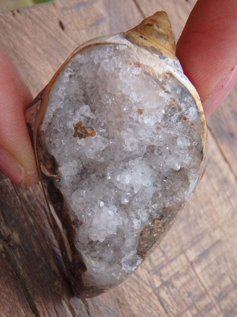 Fabulous Creamy White Druzy Quartz Filled Spiralite Gemshell From India 1 - Earth Family Crystals