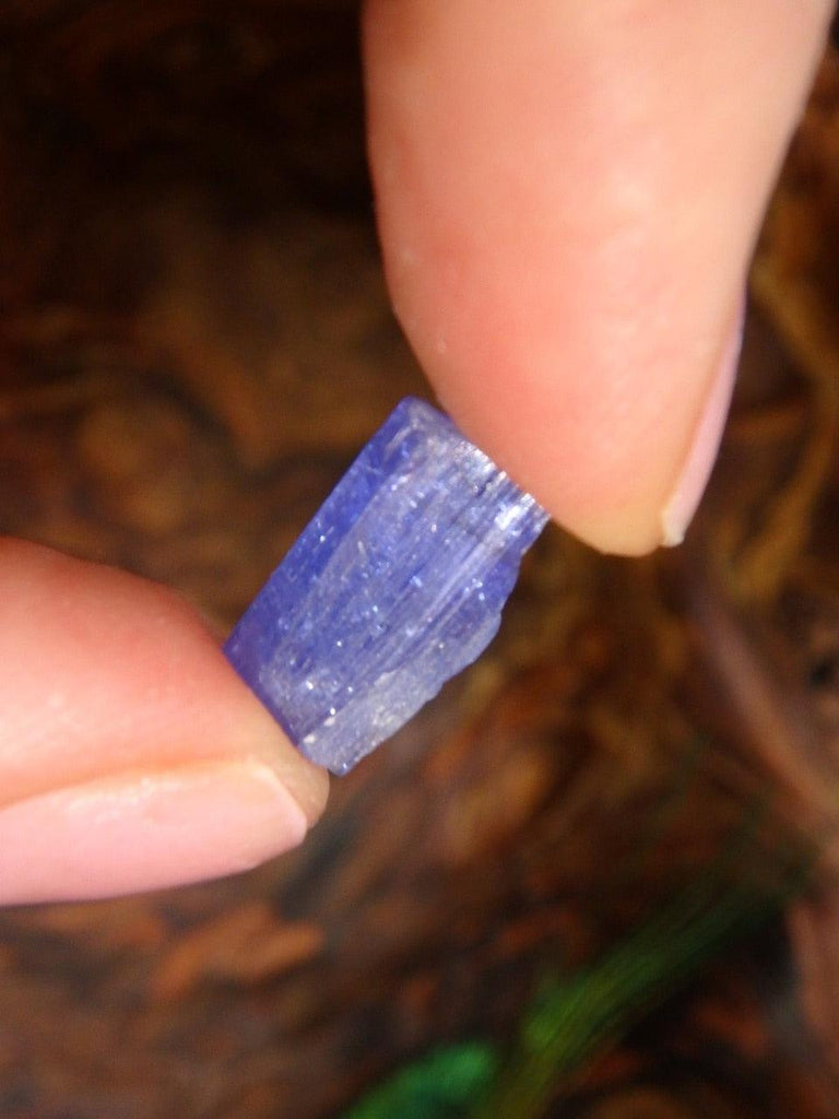 Gemmy Rare Tanzanite Raw Specimen Point in Collectors Box - Earth Family Crystals