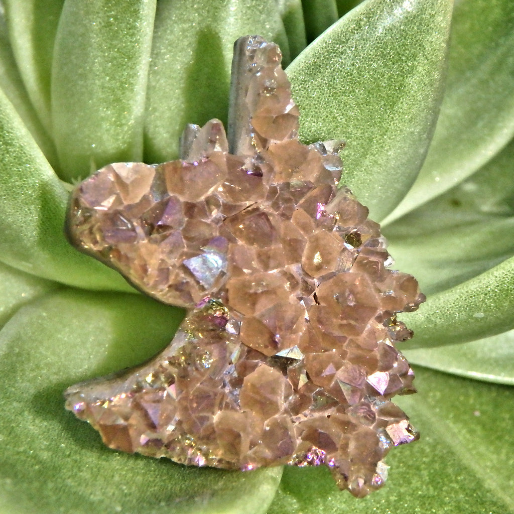 Rainbow Sparkle Titanium Quartz Unicorn Carving Specimen1 - Earth Family Crystals