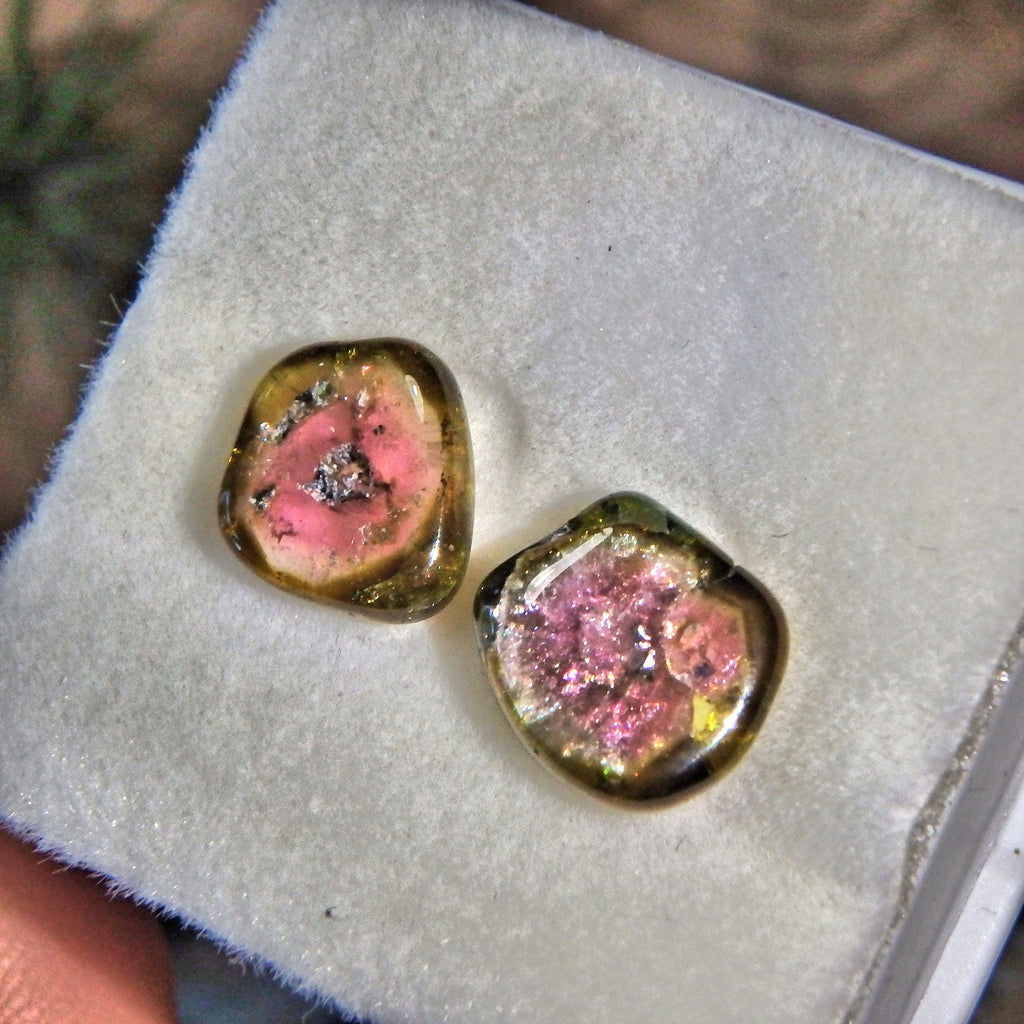 Set of 2 Rare Watermelon Tourmaline Polished Slices From Brazil in Collectors Box - Earth Family Crystals