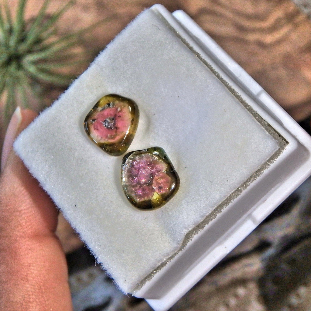 Set of 2 Rare Watermelon Tourmaline Polished Slices From Brazil in Collectors Box - Earth Family Crystals