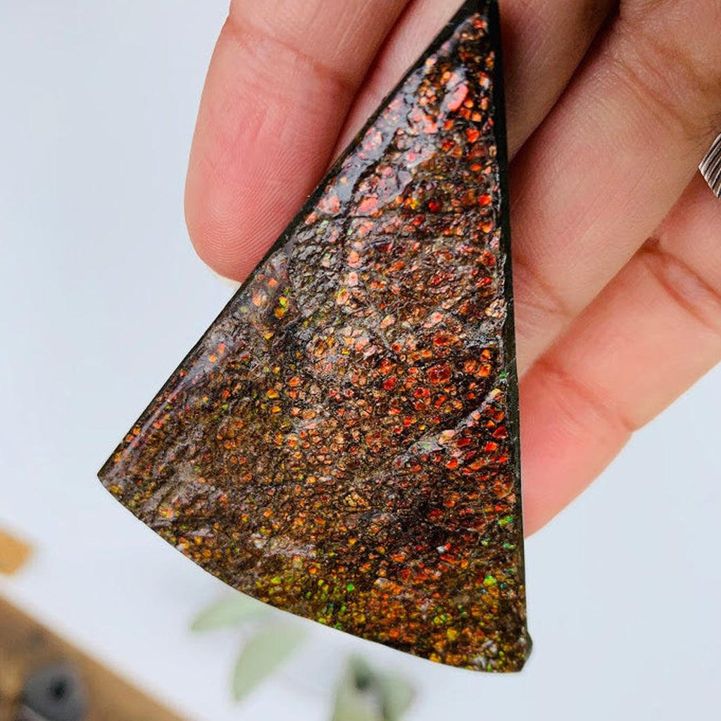 Sparkling Golden Red & Green Ammolite Chunky Free Form From Alberta - Earth Family Crystals