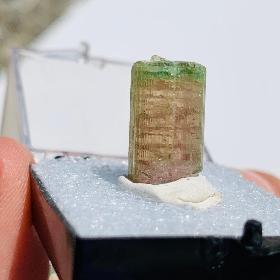 Rare Gemmy Watermelon Tourmaline Point From Brazil in Collectors Box #5 - Earth Family Crystals