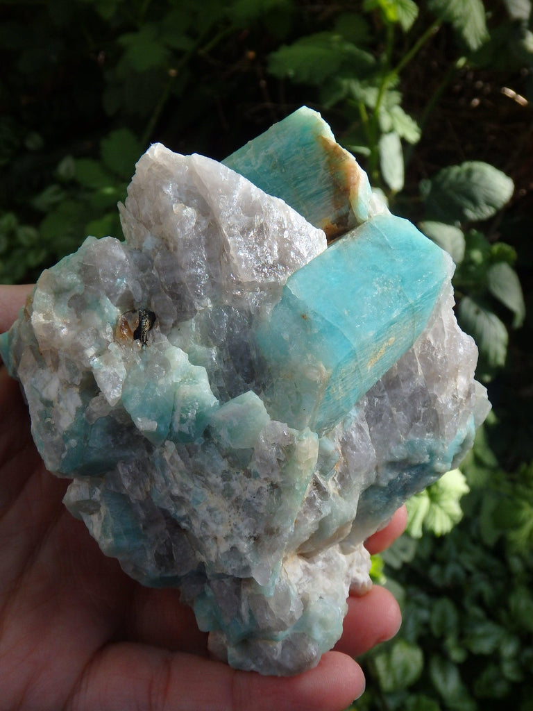 XL Natural Amazonite & Quartz Display Specimen From Colorado - Earth Family Crystals