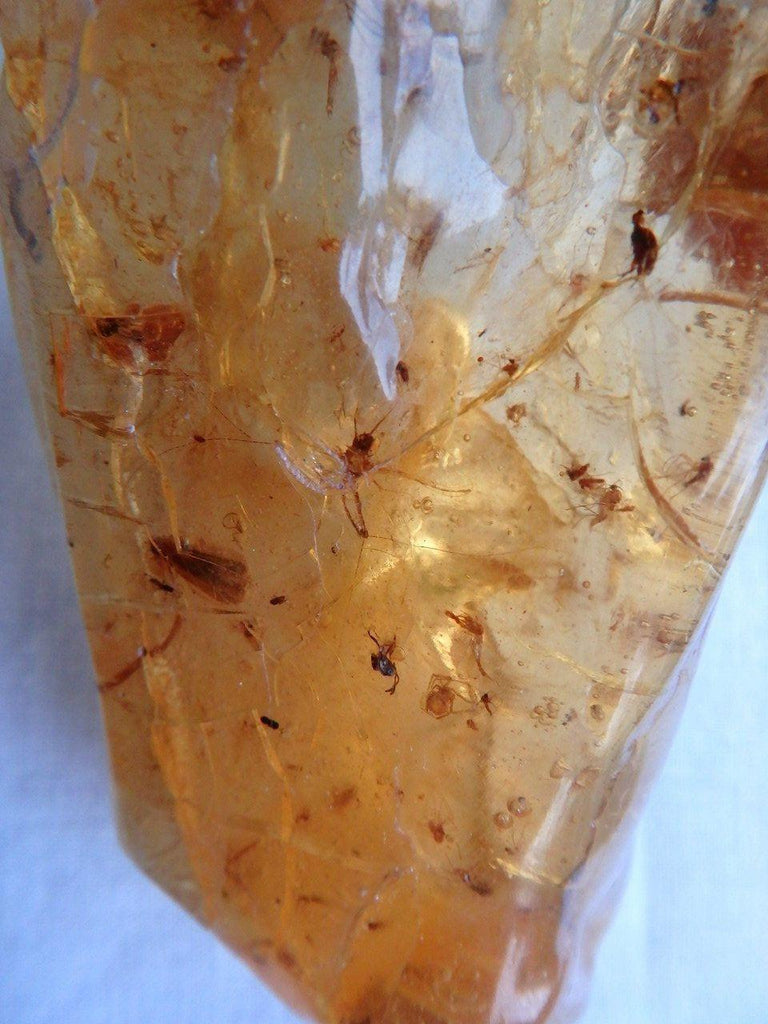 Bug Inclusions~ Golden Colombian Amber Specimen 2 - Earth Family Crystals