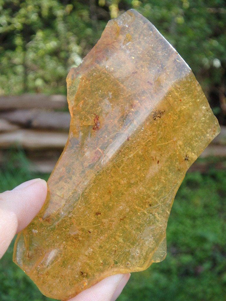 Ancient Bug Inclusions! Polished Columbian Amber Specimen 1 - Earth Family Crystals