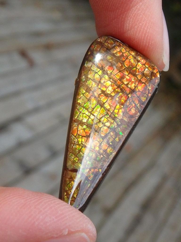 Green & Orange Flashes Ammolite Cabochon From Alberta - Earth Family Crystals