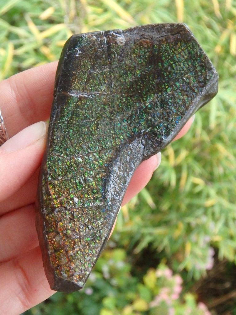 Shimmering Orange & Green Flashes Alberta Ammolite Handheld Specimen - Earth Family Crystals
