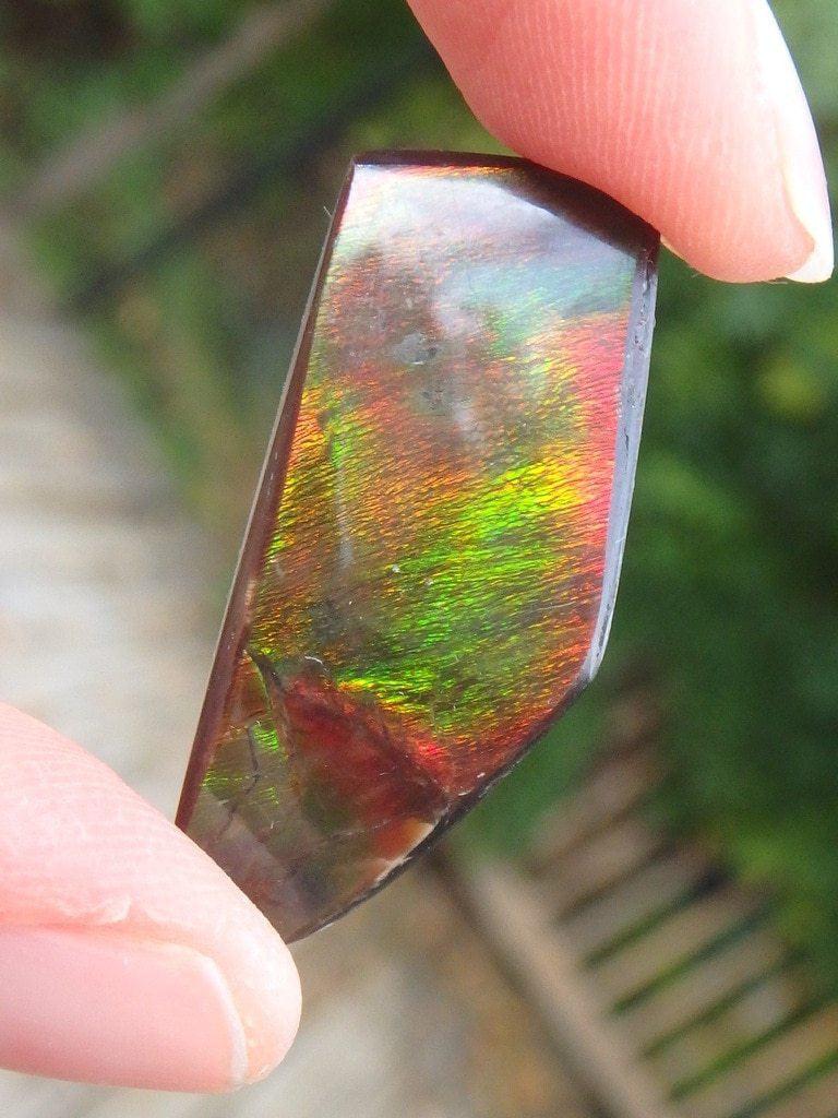 Bold Green & Red Flashes Ammolite Cabochon From Alberta - Earth Family Crystals