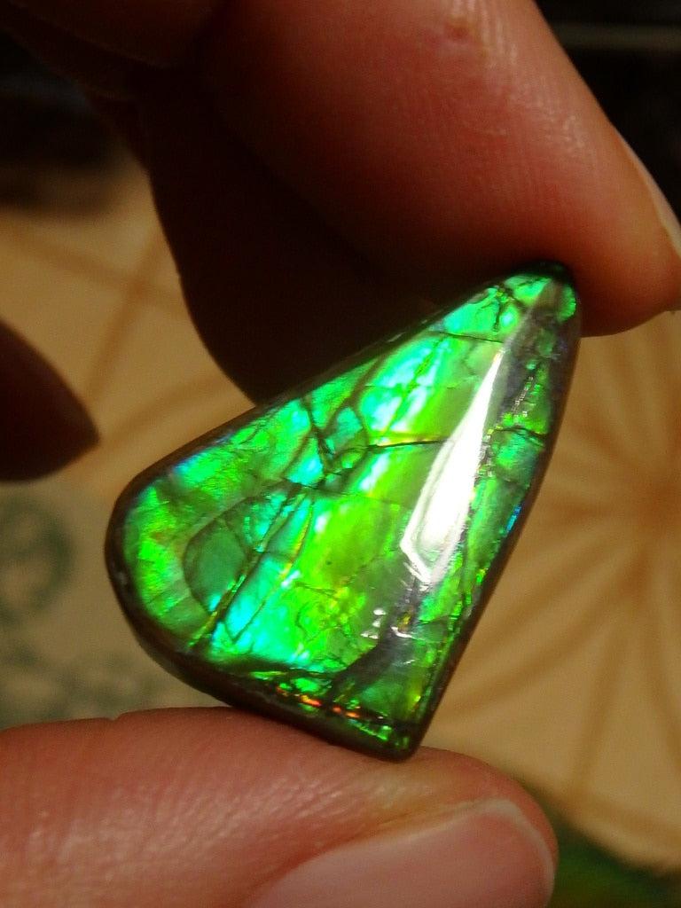 Gorgeous Green Flashes Canadian Ammolite Cabochon - Earth Family Crystals