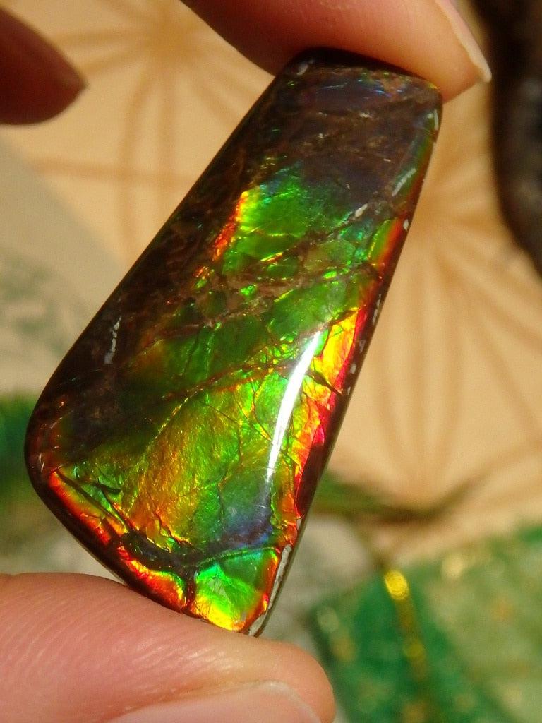 Stunning Canadian Rainbow Ammolite Cabochon - Earth Family Crystals