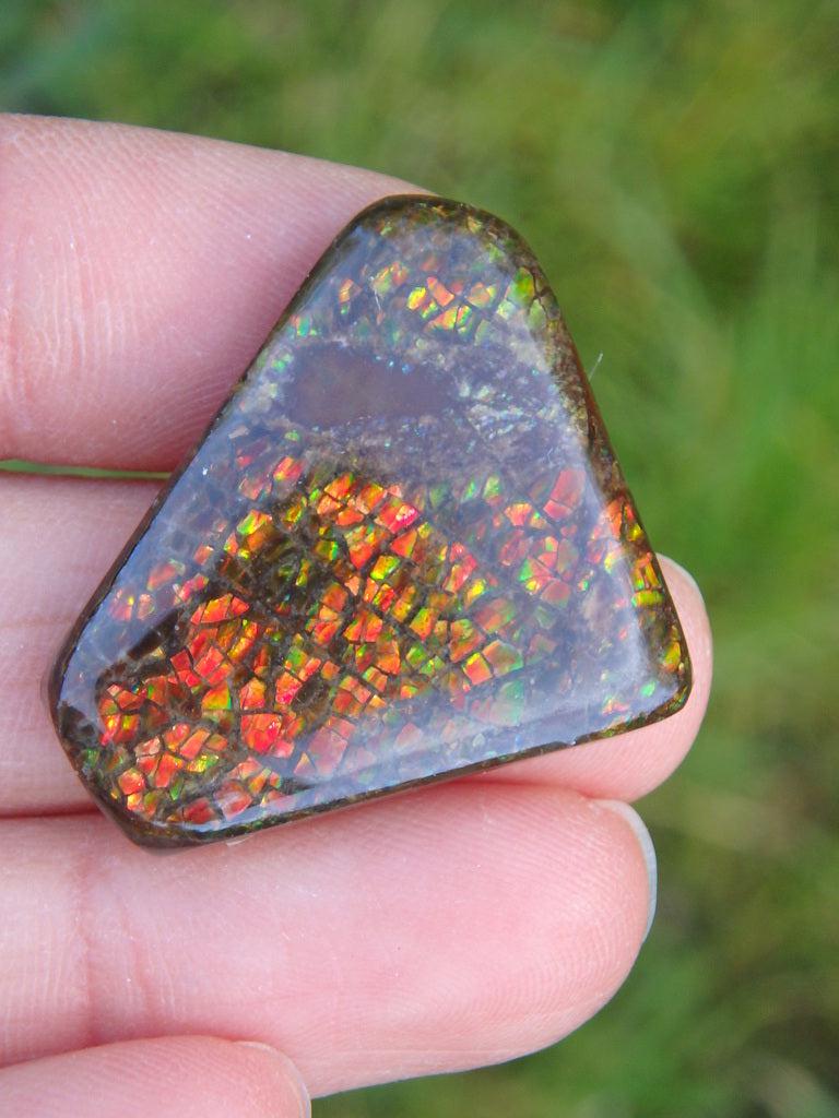 Fantastic Flashes! Canadian Ammolite Cabochon 3 - Earth Family Crystals