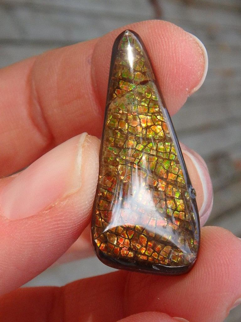 Green & Orange Flashes Ammolite Cabochon From Alberta - Earth Family Crystals