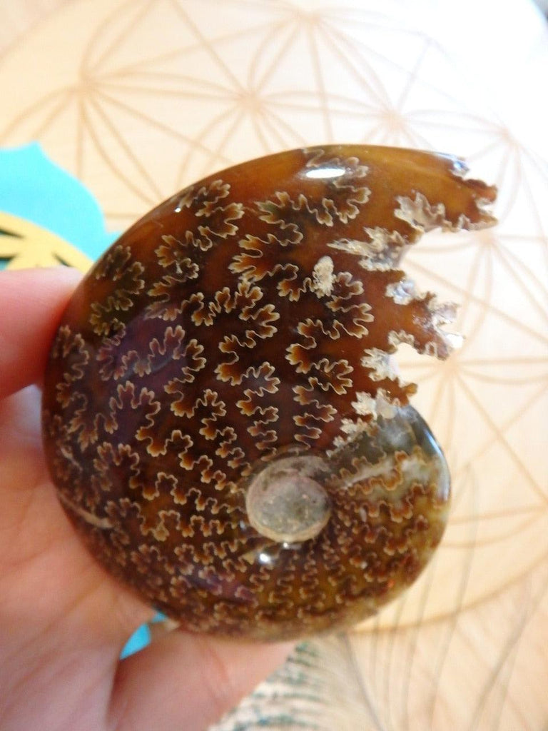 Glossy Leaf Patterns & Sutures Ammonite Fossil From Madagascar - Earth Family Crystals