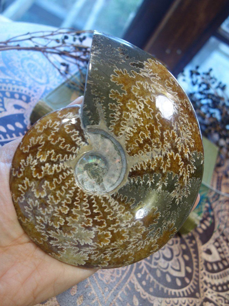 Breathtaking XXL Ammonite Fossil With Rainbows Display Specimen - Earth Family Crystals