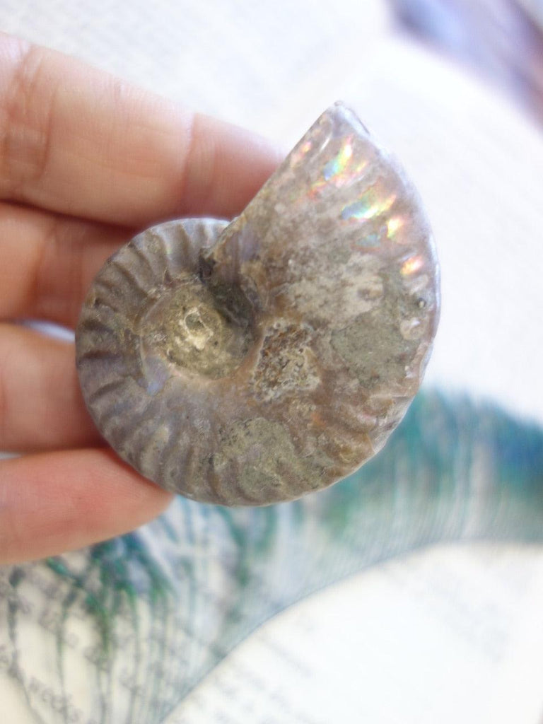Fantastic Natural Rainbow Flashes Ammonite Hand Held Specimen - Earth Family Crystals