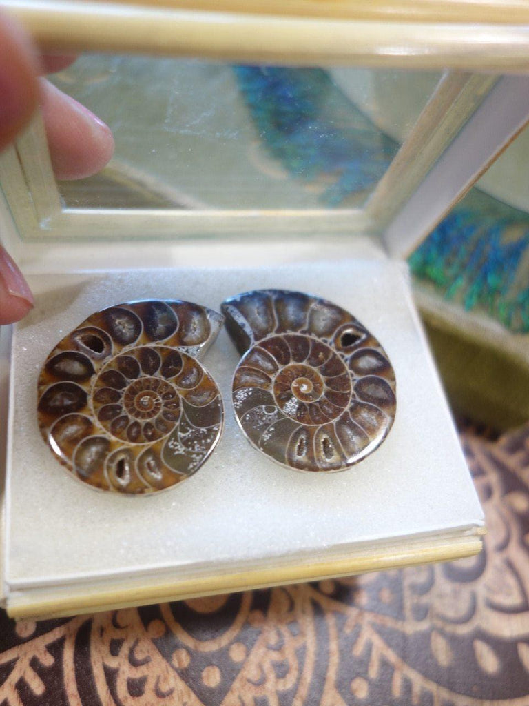 AA Grade~ Druzy Caves Matching Ammonite Set In Collectors Box - Earth Family Crystals