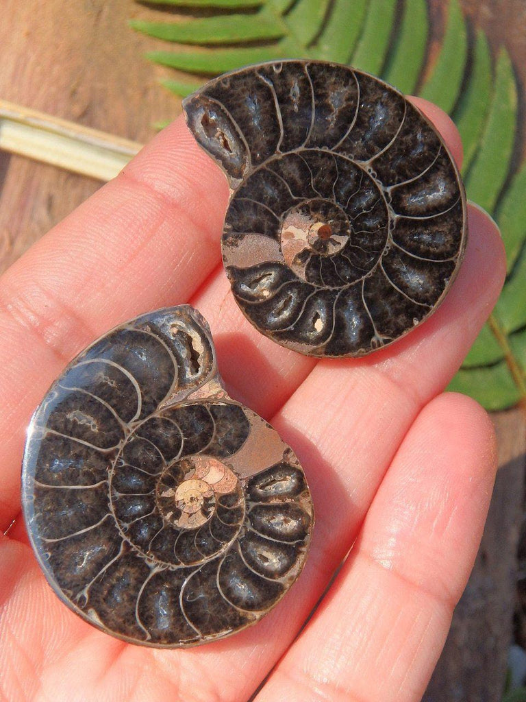 AA Grade Ammonite Set With Caves in Collectors Box From Madagascar - Earth Family Crystals