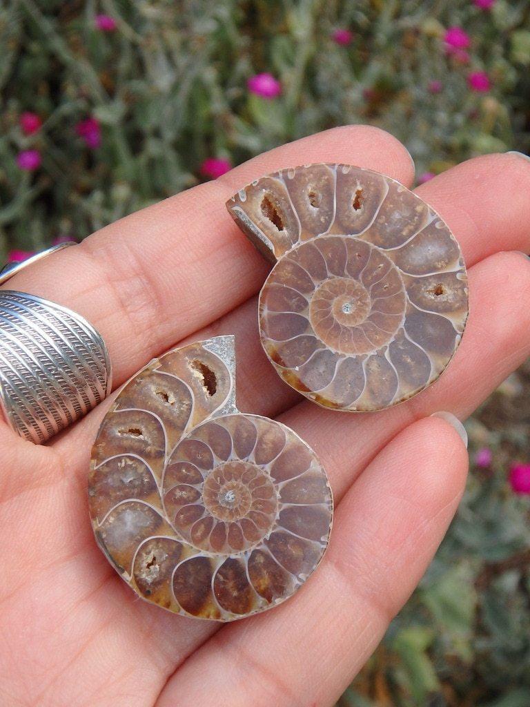 AA Grade~Ammonite Pair With Druzy Caves In Collectors Box - Earth Family Crystals