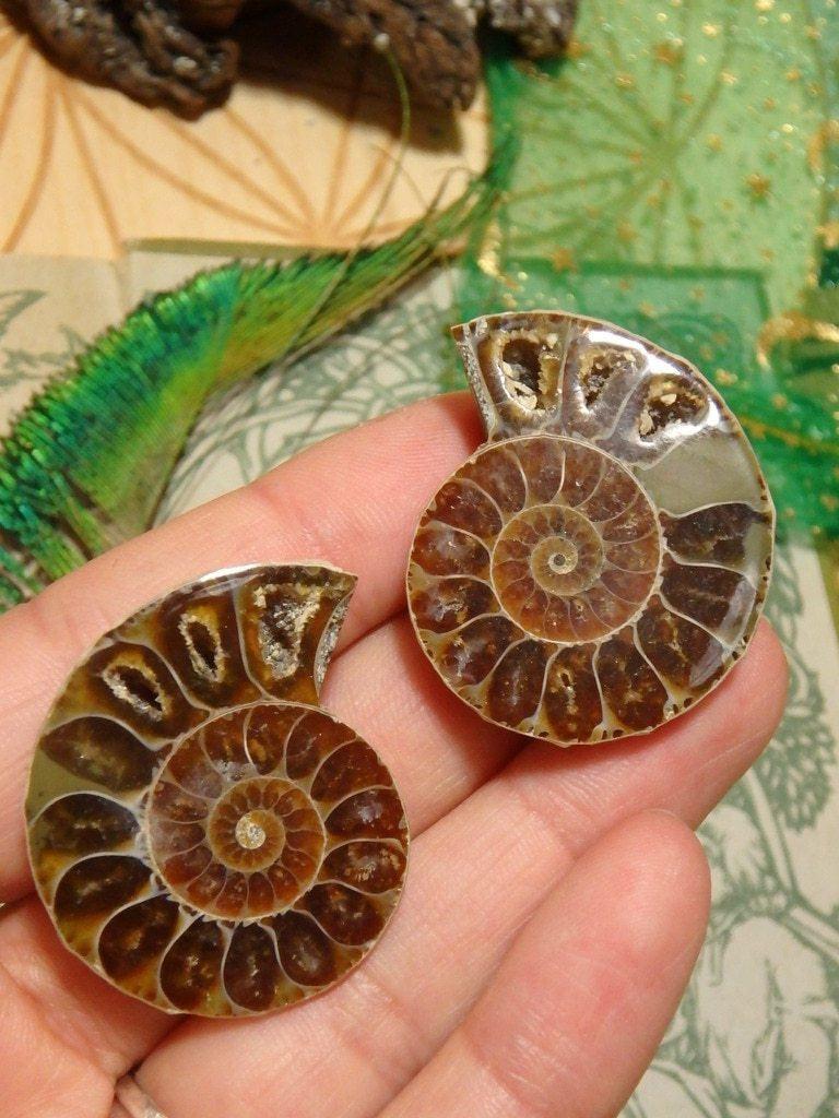 Ammonite Set in Collectors Box 1 - Earth Family Crystals