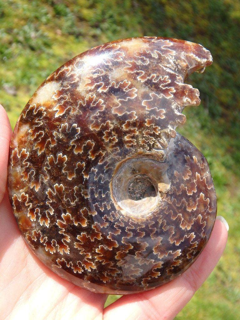 Amazing Polished Ammonite Fossil Specimen With Sutures - Earth Family Crystals
