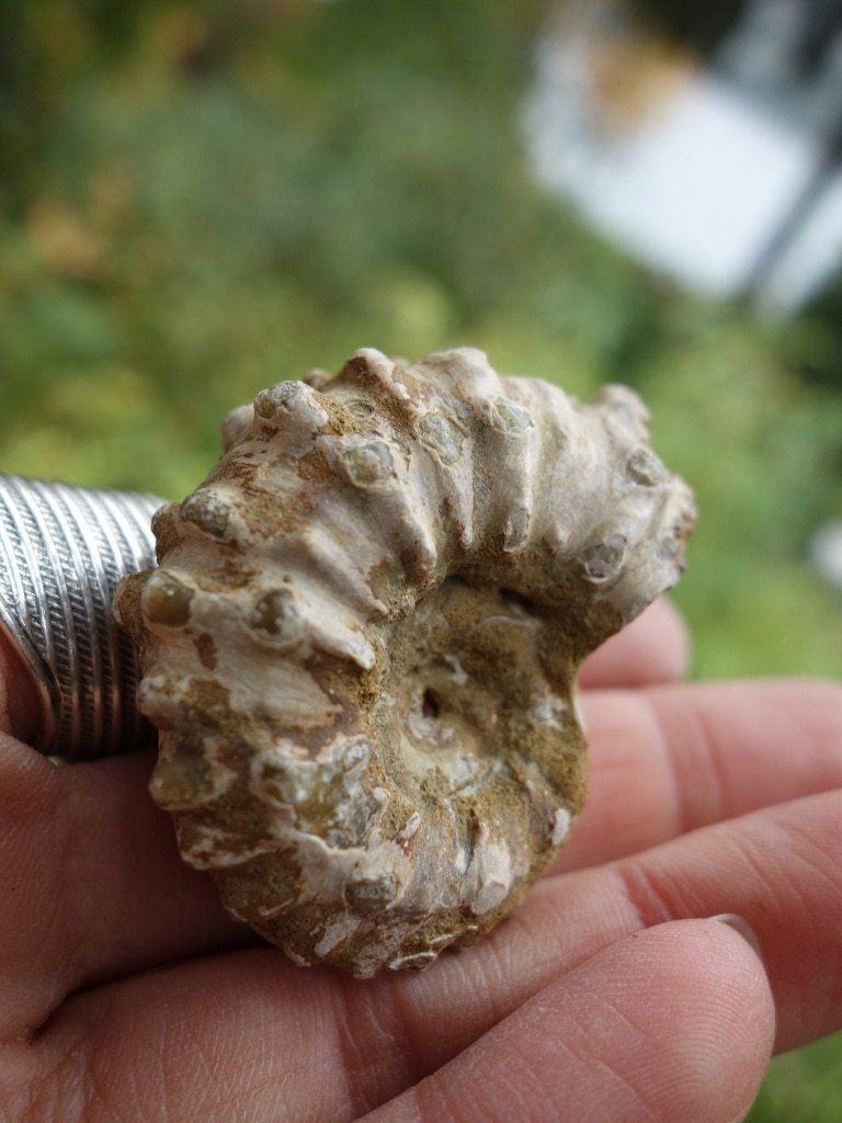 Cute & Natural Ammonite Handheld Specimen From Madagascar - Earth Family Crystals