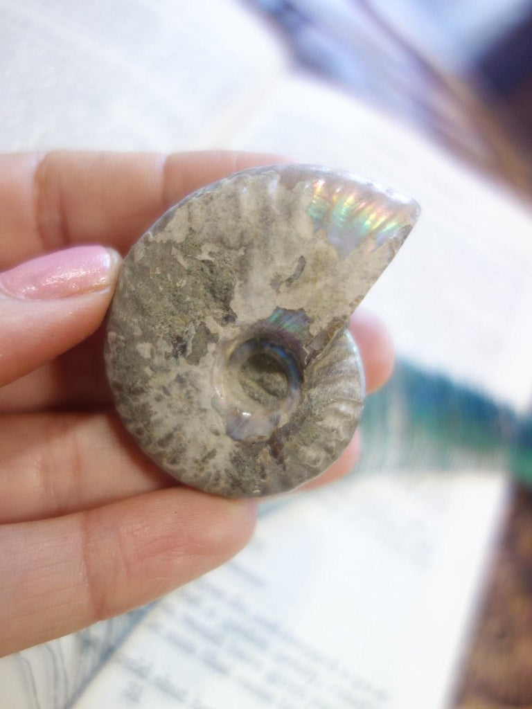 Fantastic Natural Rainbow Flashes Ammonite Hand Held Specimen - Earth Family Crystals