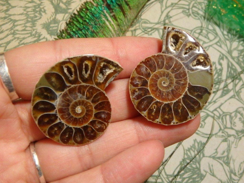 Ammonite Set in Collectors Box 1 - Earth Family Crystals