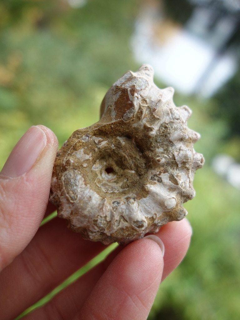 Cute & Natural Ammonite Handheld Specimen From Madagascar - Earth Family Crystals