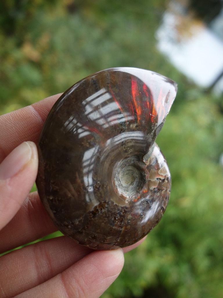 Fire Red & Deep Purple Flashes Glossy Ammonite Specimen - Earth Family Crystals