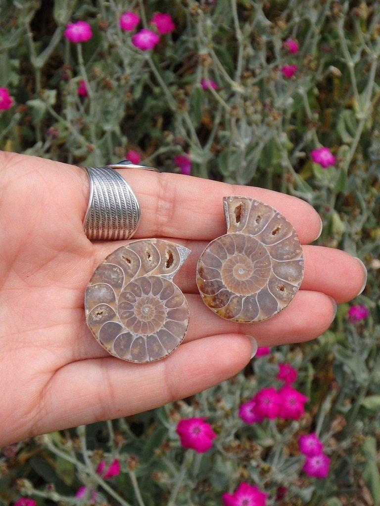 AA Grade~Ammonite Pair With Druzy Caves In Collectors Box - Earth Family Crystals