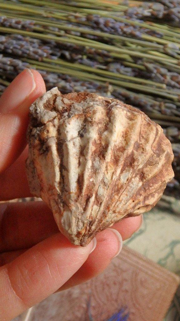 Ancient Brachiopod Seashell fossil - Earth Family Crystals