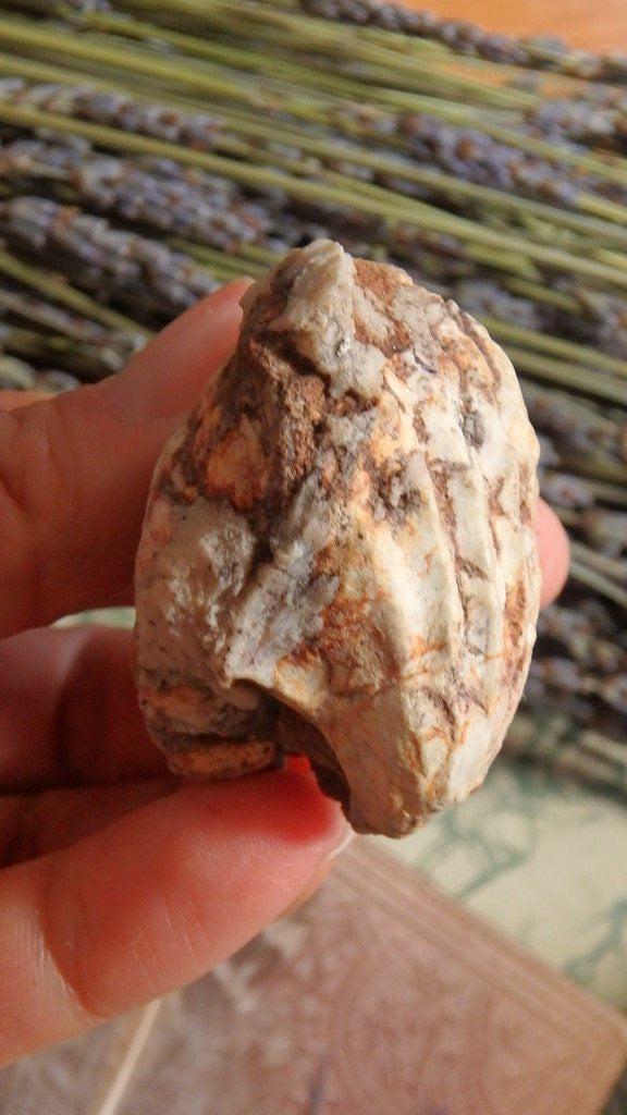 Ancient Brachiopod Seashell fossil - Earth Family Crystals