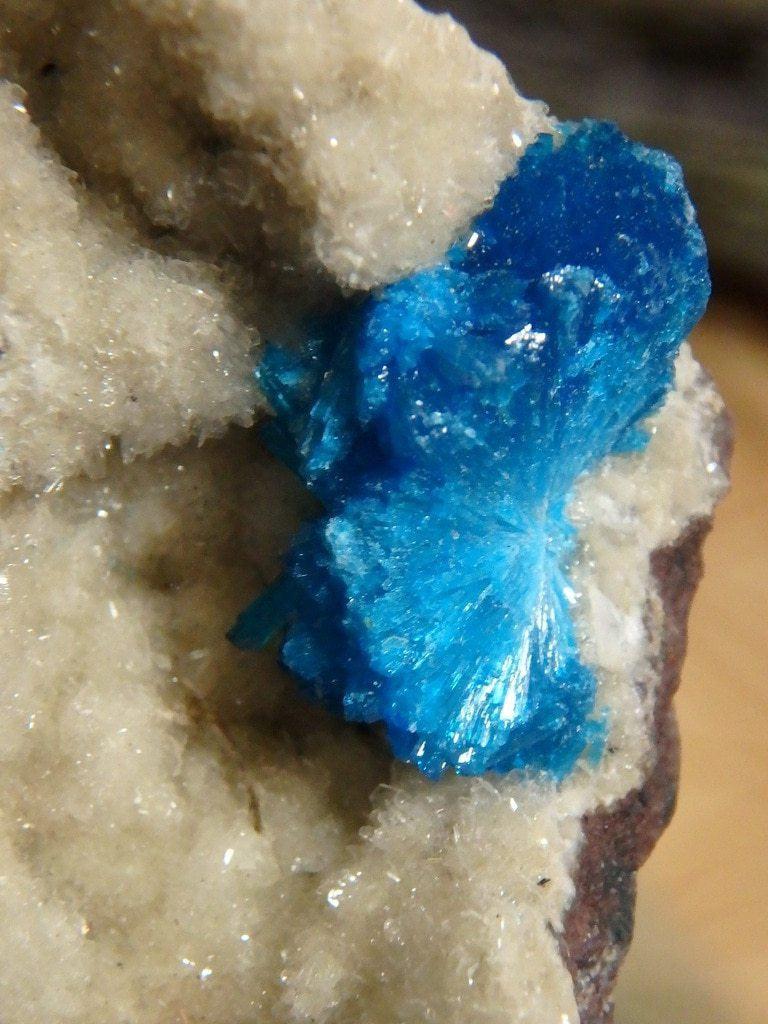 Electric Blue Cavansite Cluster on Matrix From  India - Earth Family Crystals