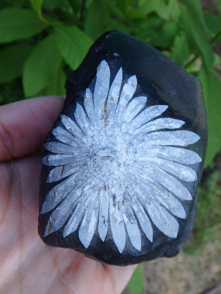 Flower Power~Large & Natural Chrysanthemum Stone Display Specimen - Earth Family Crystals