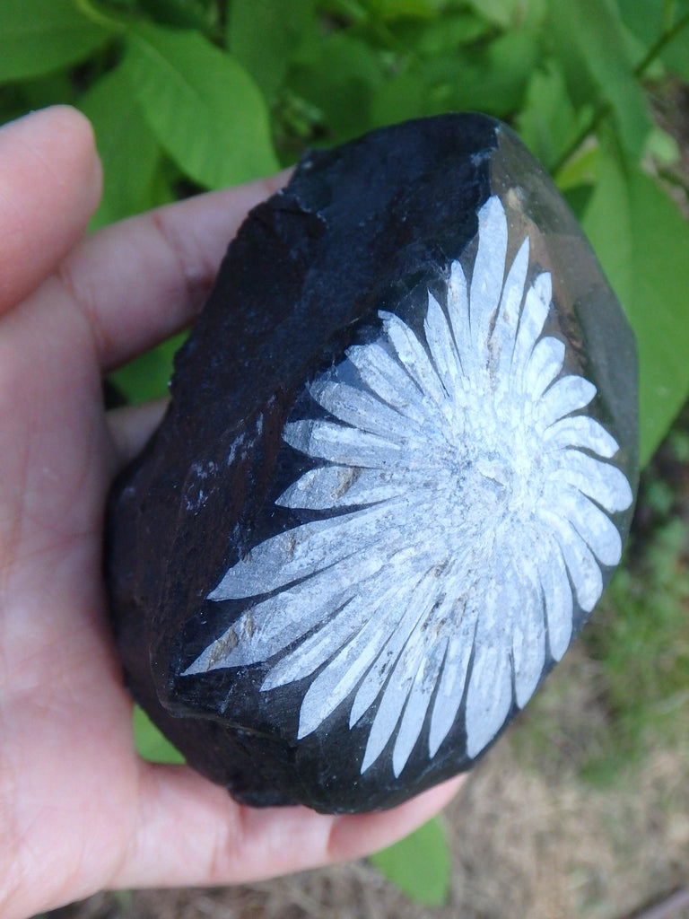 Flower Power~Large & Natural Chrysanthemum Stone Display Specimen - Earth Family Crystals