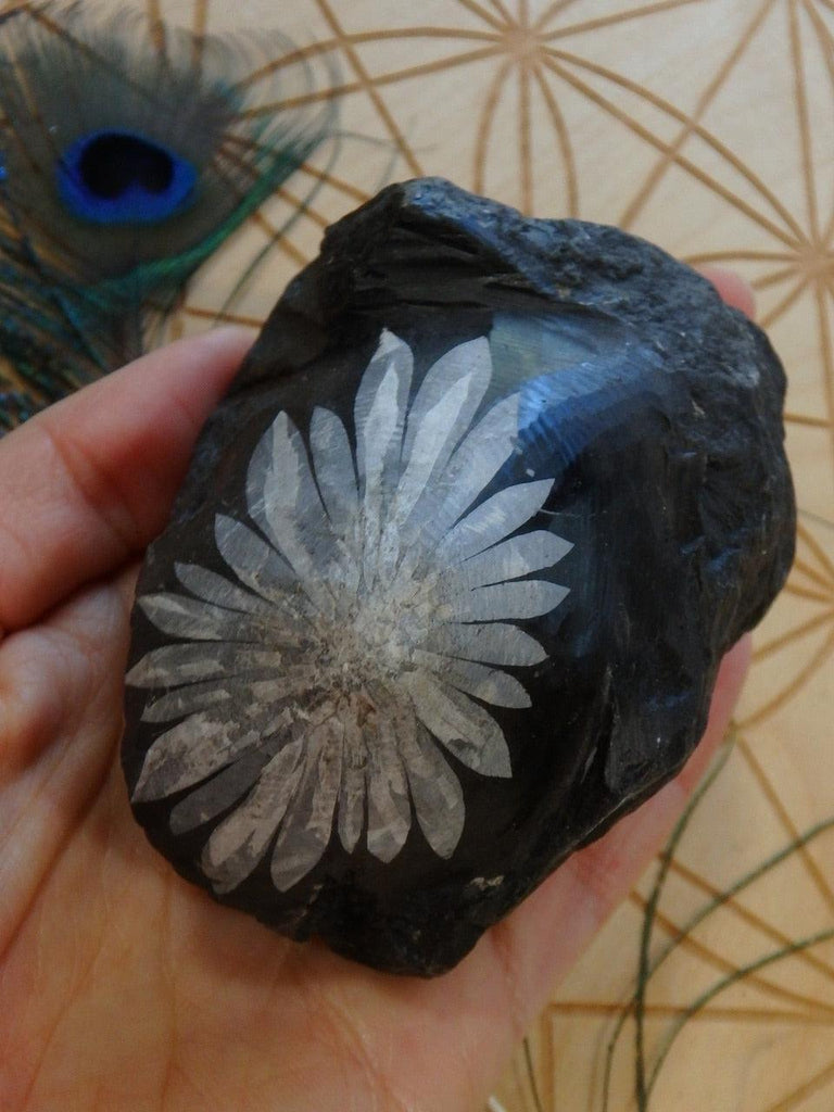 Stunning Flower Power! Chrysanthemum Stone Natural Specimen - Earth Family Crystals