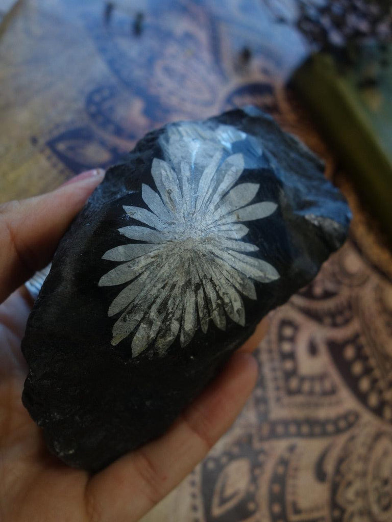 RESERVED FOR VANESSA~ Incredible Natural Flower Pattern Chrysanthemum Stone Specimen - Earth Family Crystals