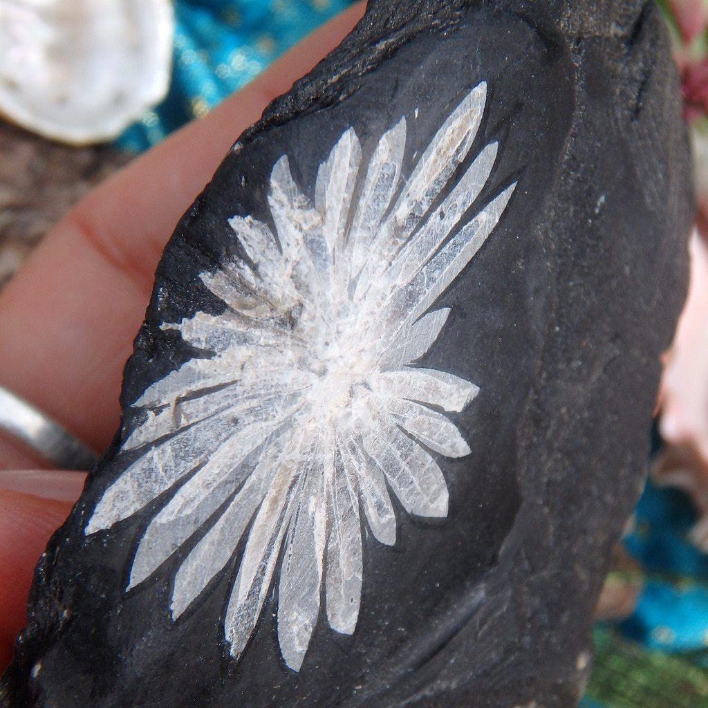 Beautiful Formation Chrysanthemum Stone Specimen - Earth Family Crystals
