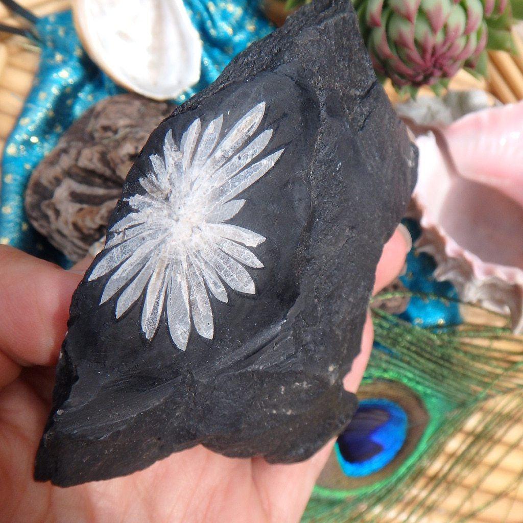 Beautiful Formation Chrysanthemum Stone Specimen - Earth Family Crystals