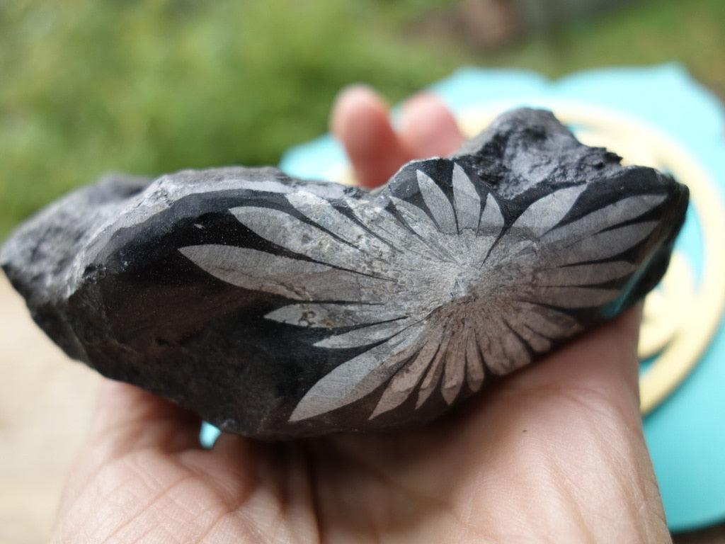 Natural Patterns~Incredible Chrysanthemum Stone Specimen - Earth Family Crystals