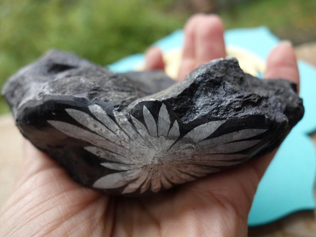 Natural Patterns~Incredible Chrysanthemum Stone Specimen - Earth Family Crystals