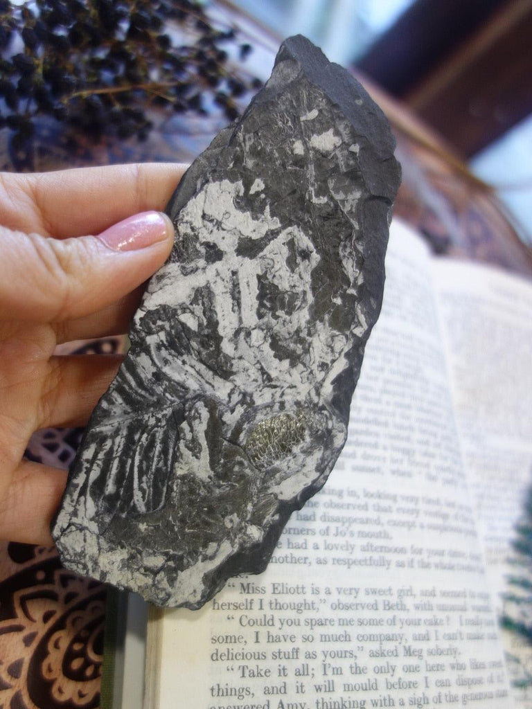 Fern Fossil Slice Specimen - Earth Family Crystals