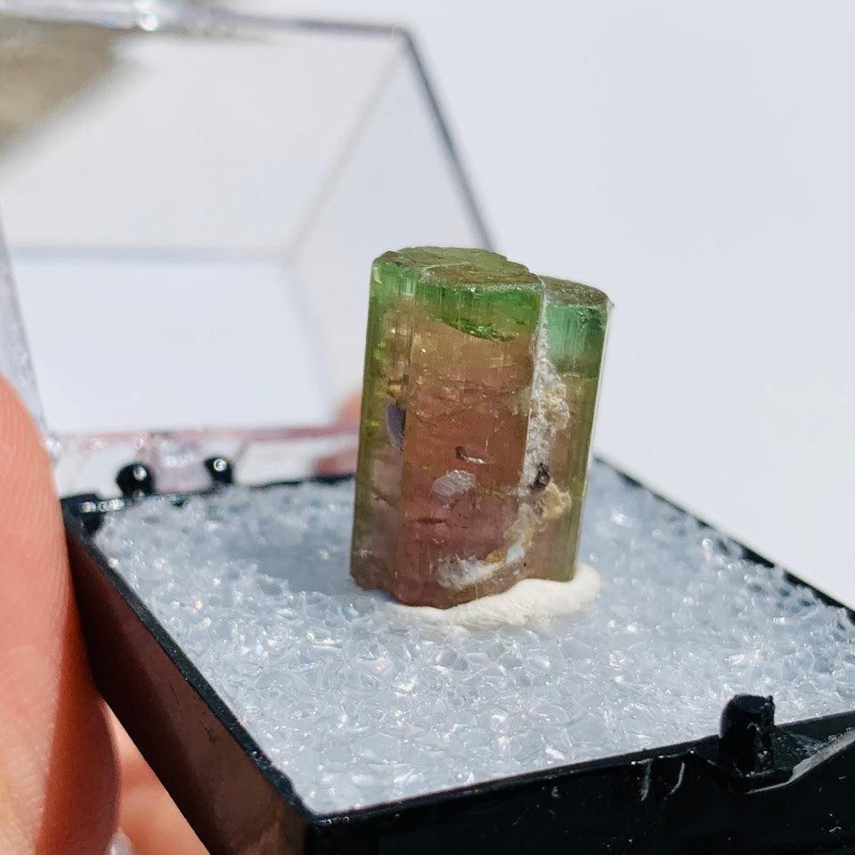 Rare Gemmy Watermelon Tourmaline Point From Brazil in Collectors Box #4 - Earth Family Crystals