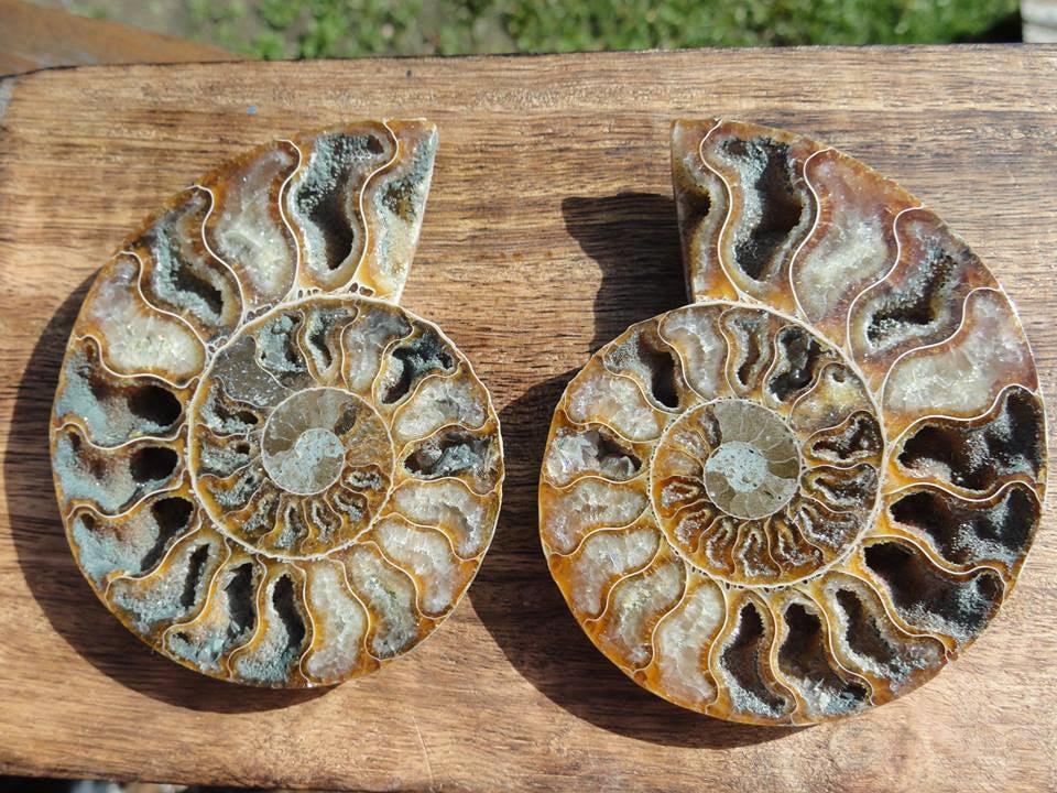 High Quality Druze filled AMMONITE Pair* - Earth Family Crystals