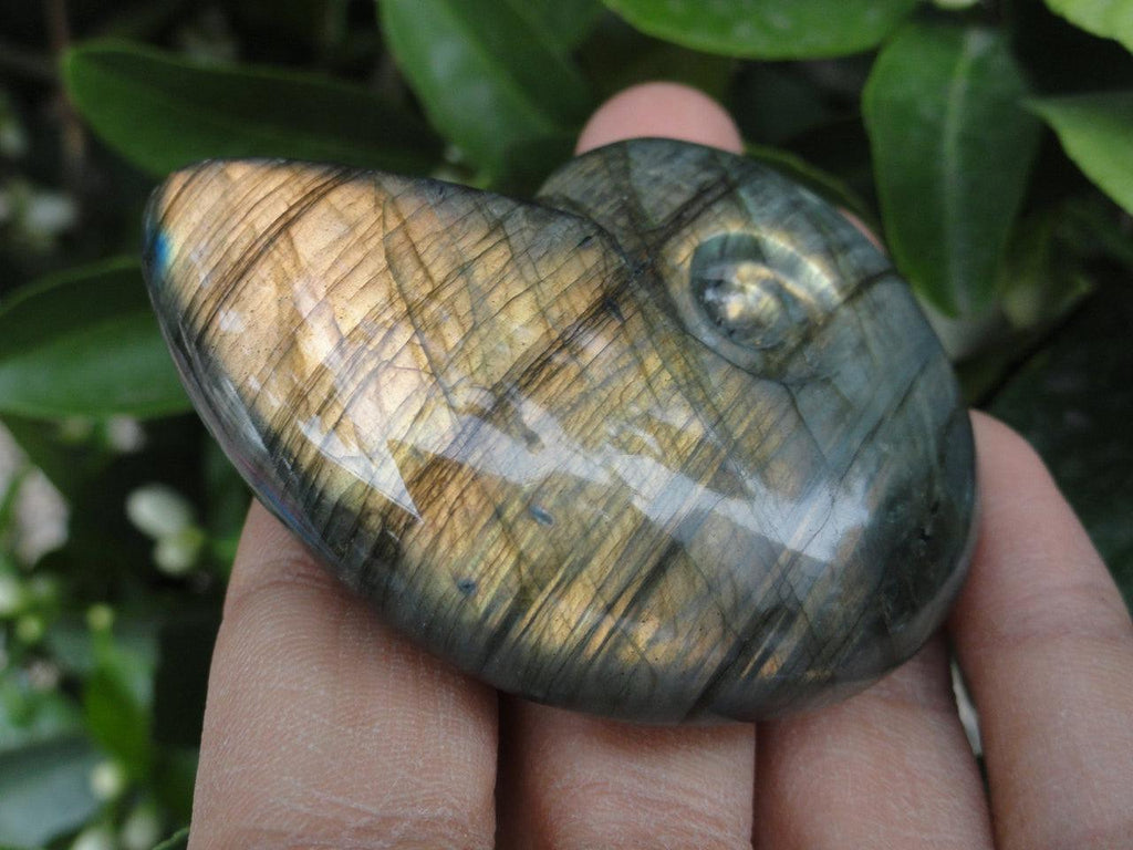 LABRADORITE, LABRADORITE AMMONITE,Labradorite Ammonite Carving,Ammonite Carving,Labradorite Specimen, Labradorite carving. - Earth Family Crystals