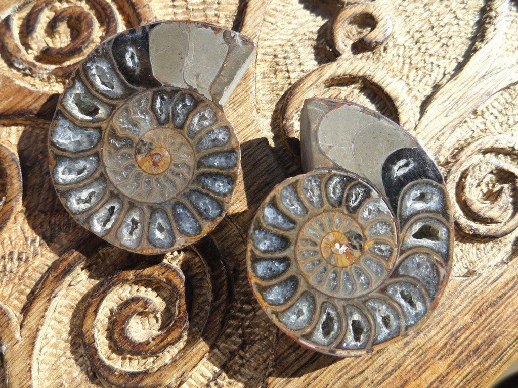 RESERVED For DeathBecomesMe* Small Awe-Inspiring AMMONITE Pair With Cave druzies* Includes a collectors Box* - Earth Family Crystals