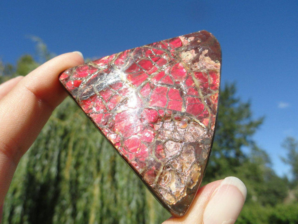 Extra Red Rare Canadian AMMOLITE Specimen* - Earth Family Crystals